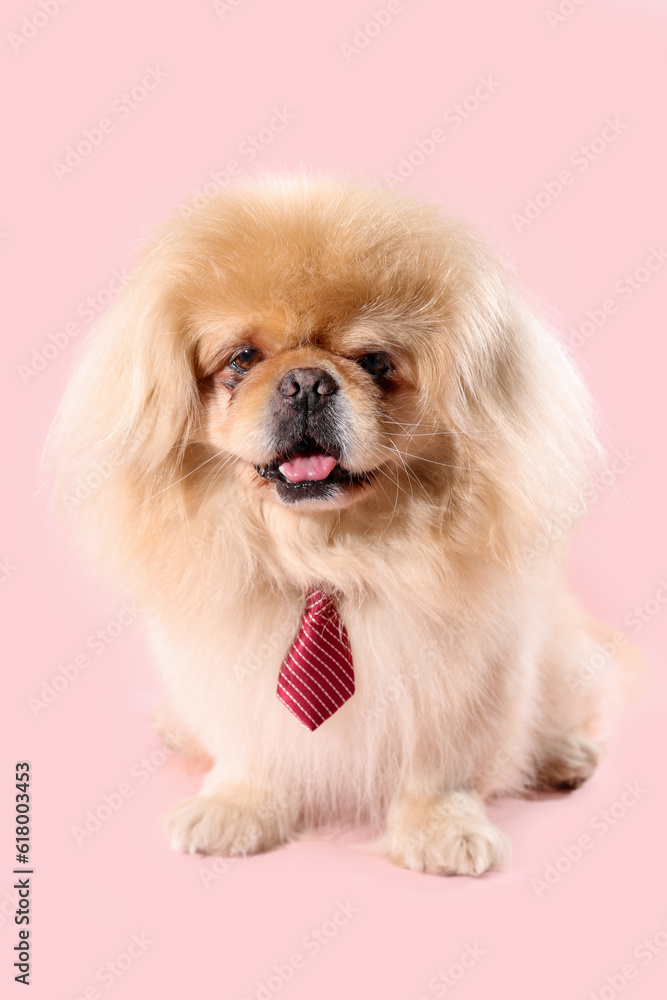 Cute dog with necktie on pink background