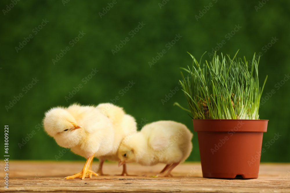 Cute little chicks and grass in pot on wooden table outdoors