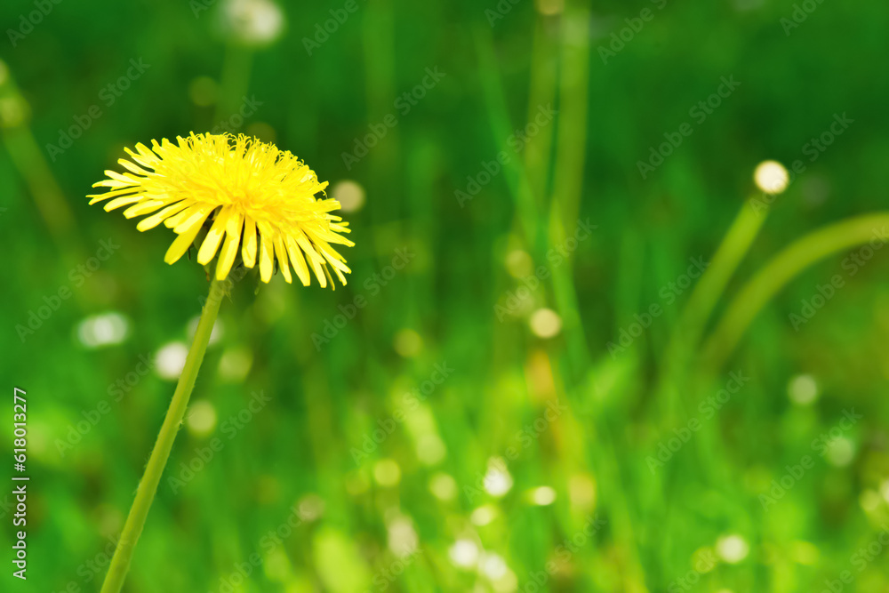 Beautiful yellow dandelion in green grass, closeup