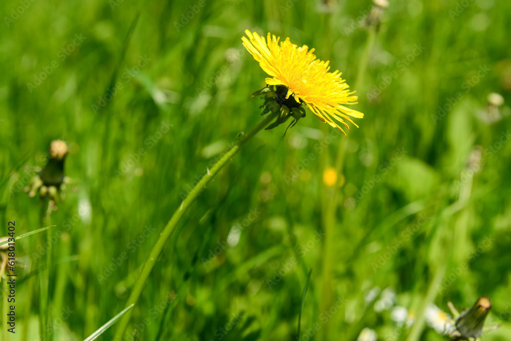 Beautiful yellow dandelion in green grass