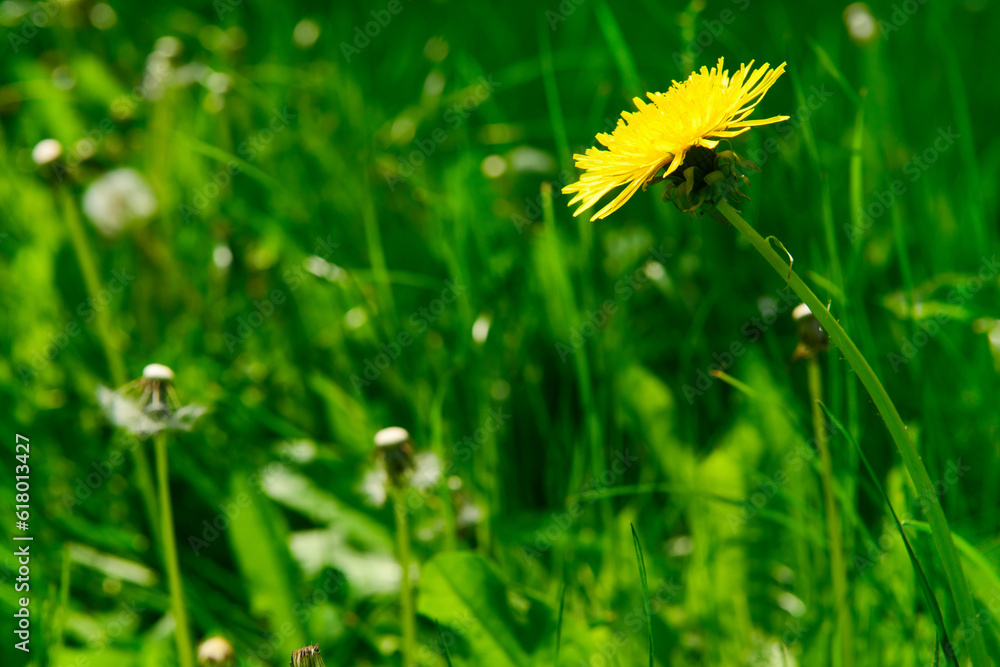 Beautiful yellow dandelion in green grass