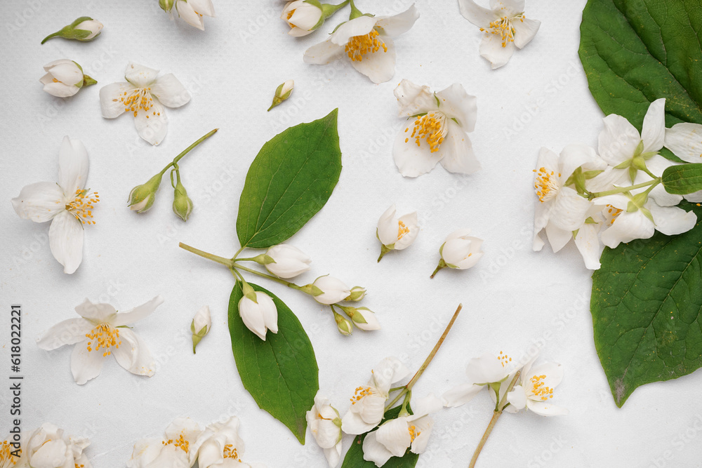 Composition with beautiful jasmine flowers and leaves on light background