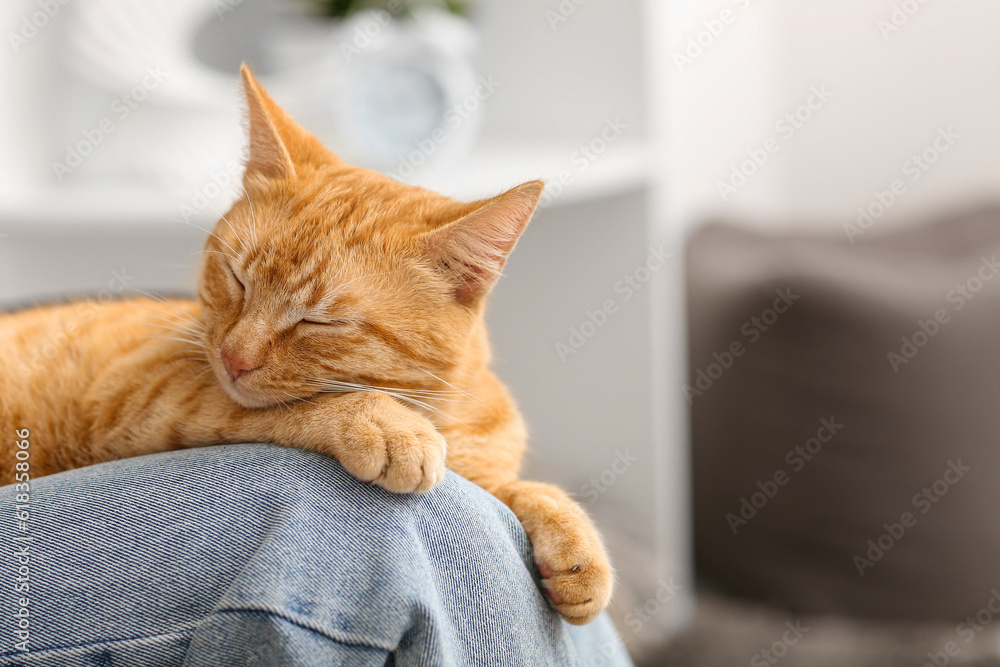 Woman with cute ginger cat at home, closeup