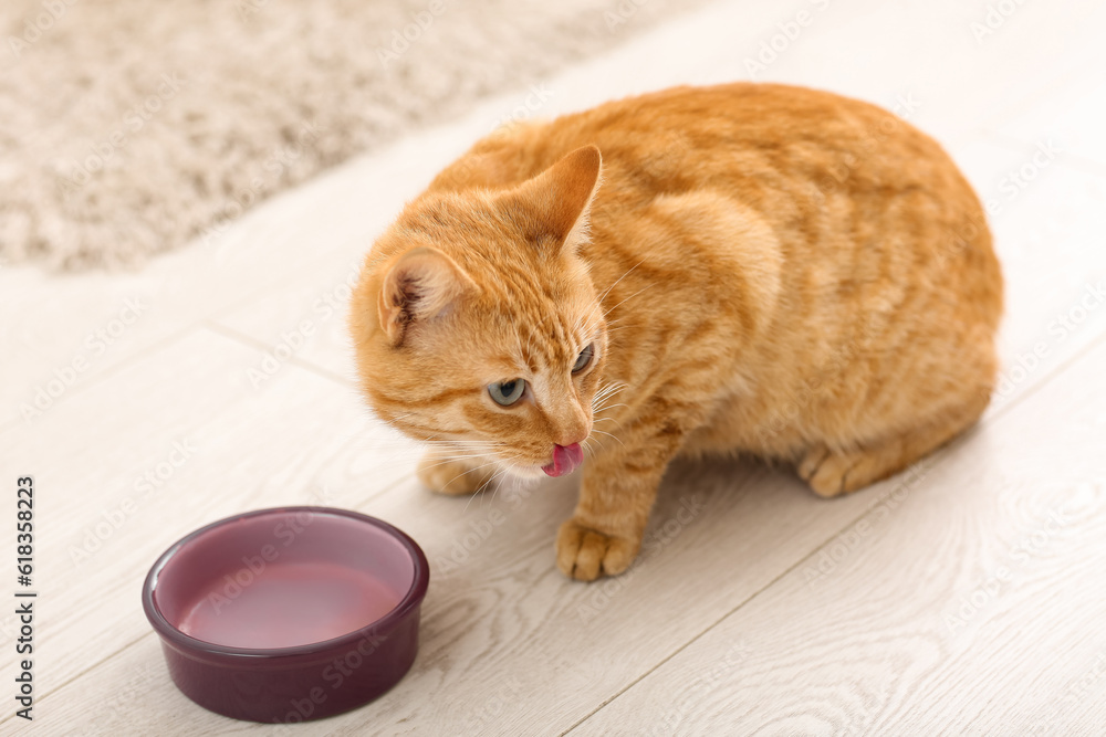 Cute ginger cat eating at home