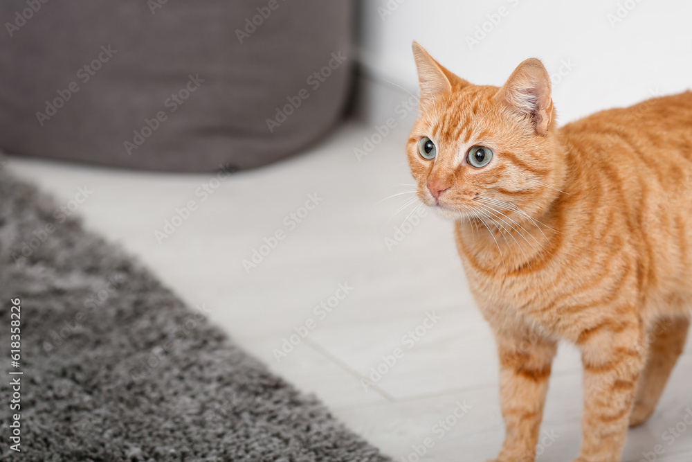 Cute ginger cat at home, closeup