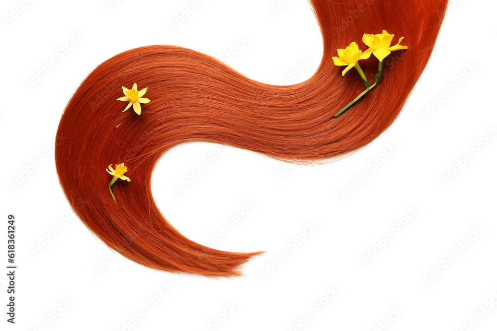 Ginger hair strand with beautiful narcissus flowers on white background, closeup