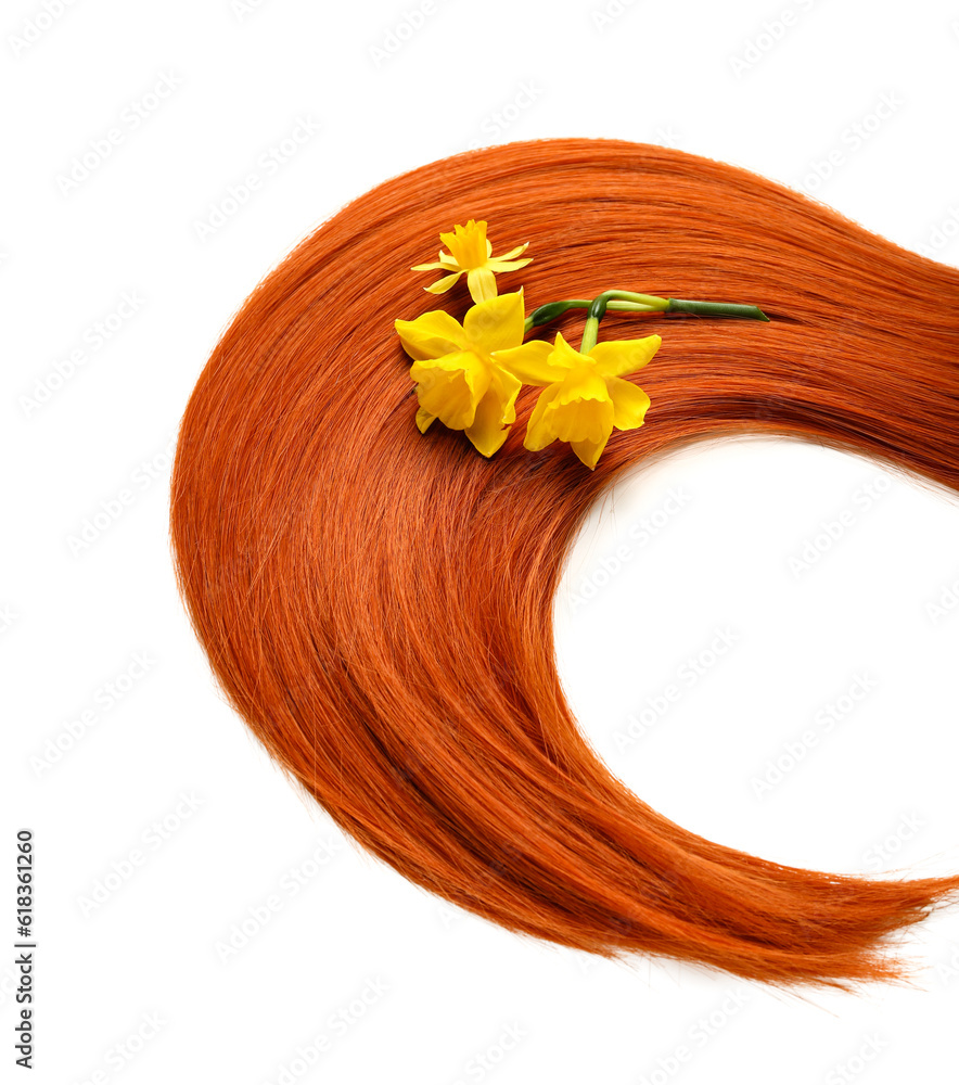 Ginger hair strand with beautiful narcissus flowers on white background, closeup