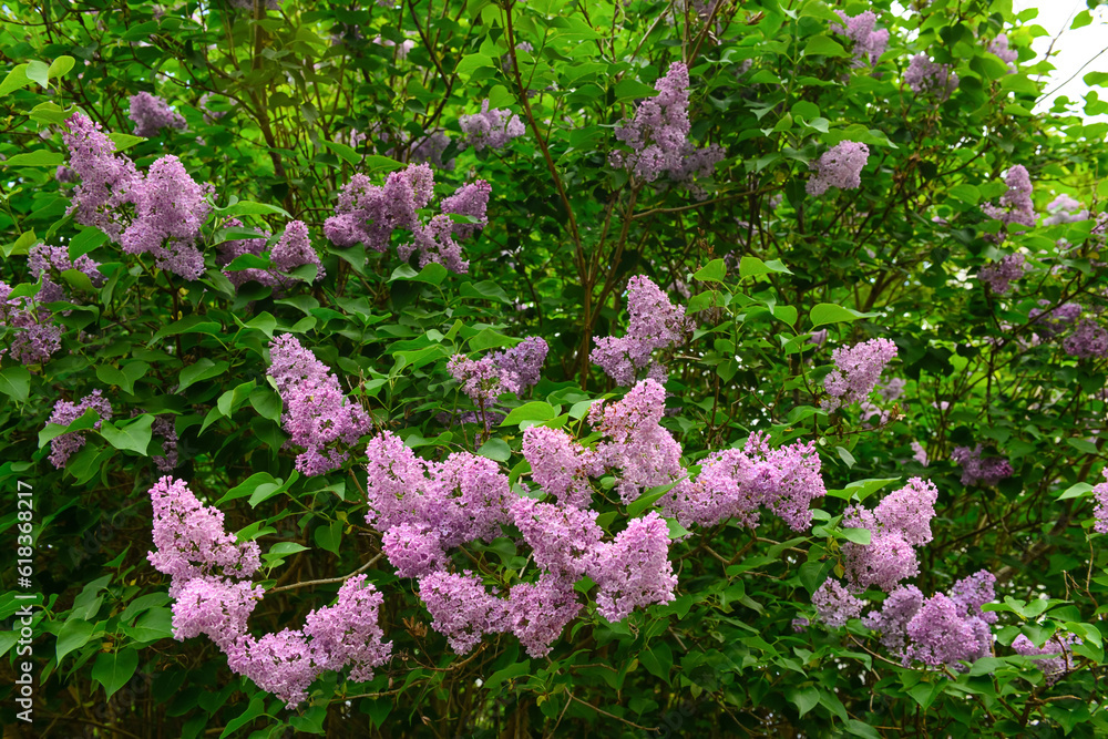 Beautiful violet lilac flowers outdoors