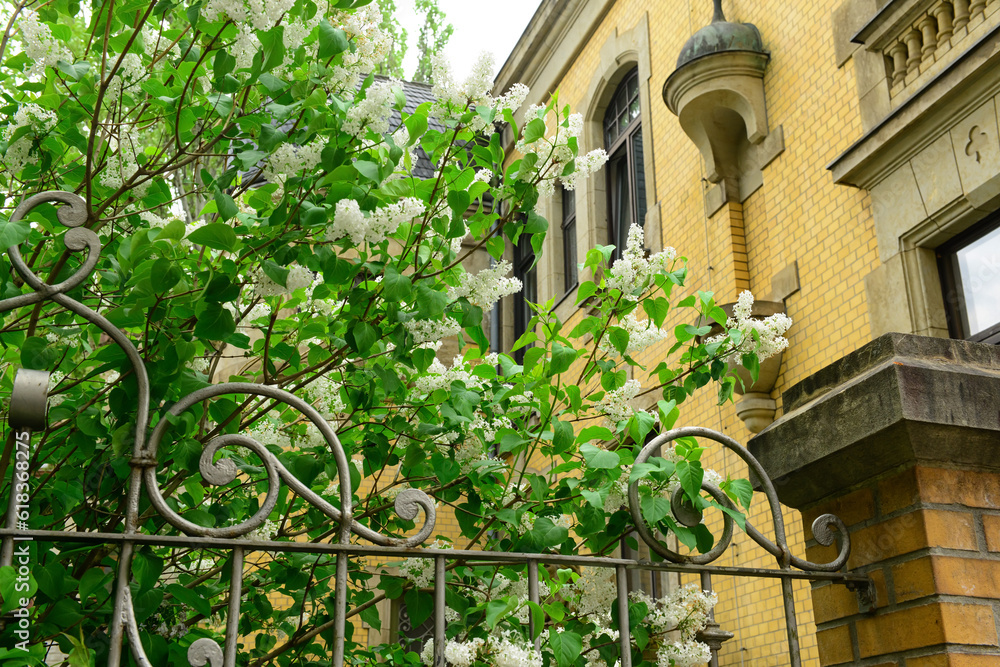 Beautiful lilac tree near building on spring day