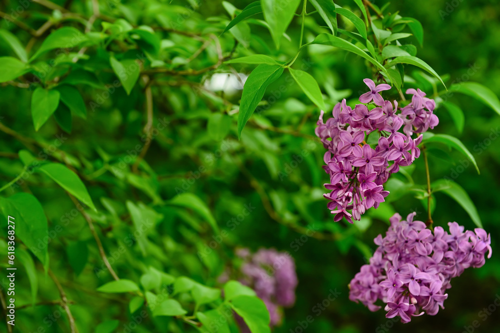 Beautiful violet lilac flowers on blurred background, closeup