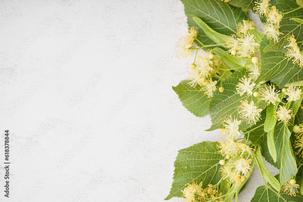 Fresh linden flowers with leaves on light background