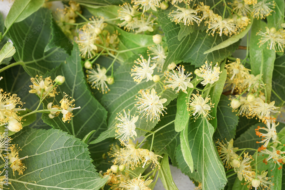 Fresh linden flowers with leaves as background, closeup