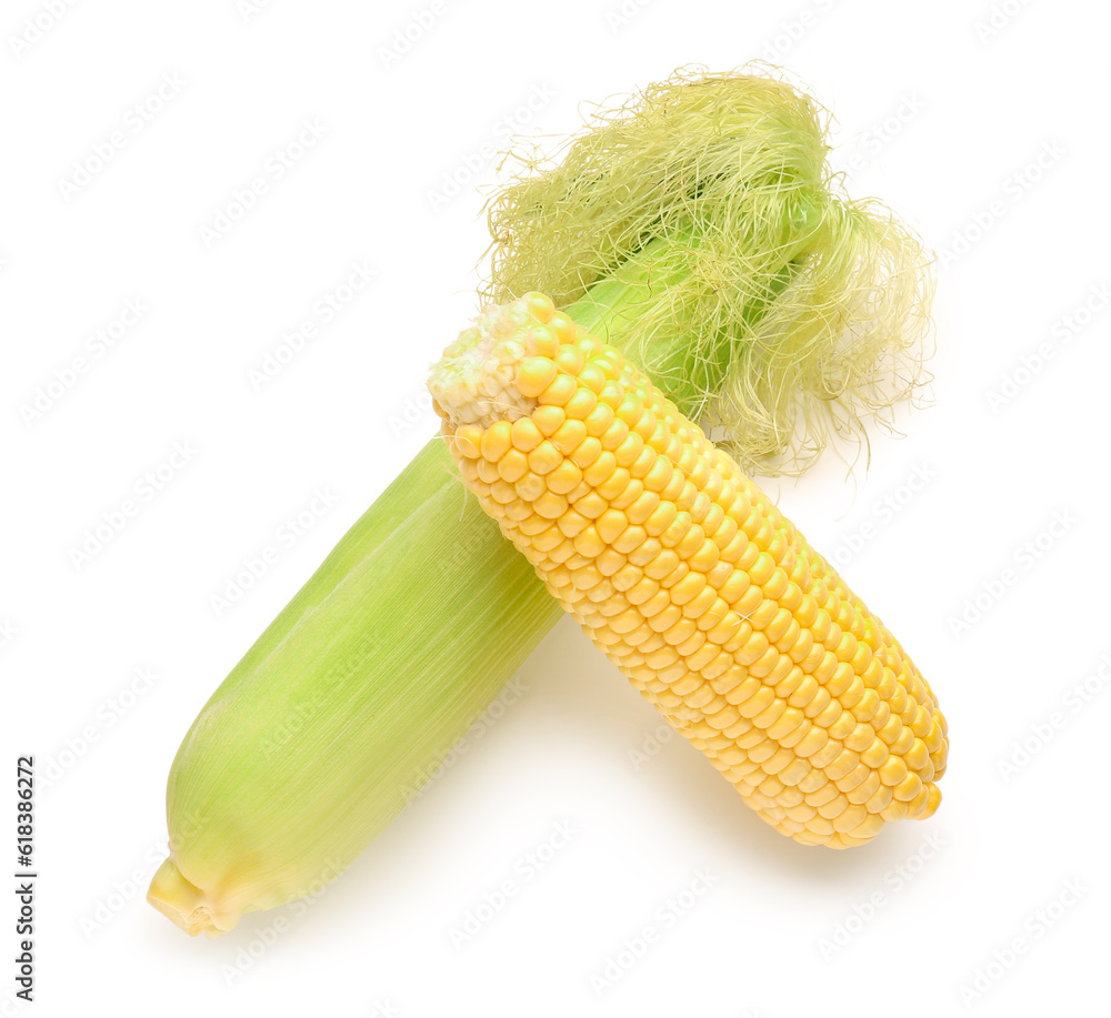 Fresh corn cobs on white background