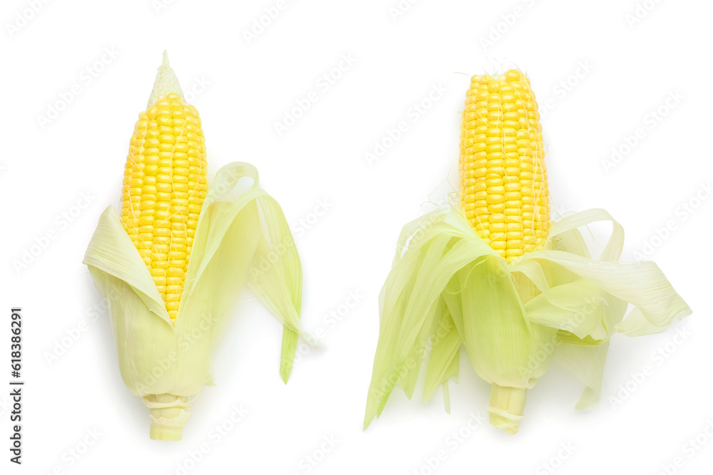 Fresh corn cobs on white background