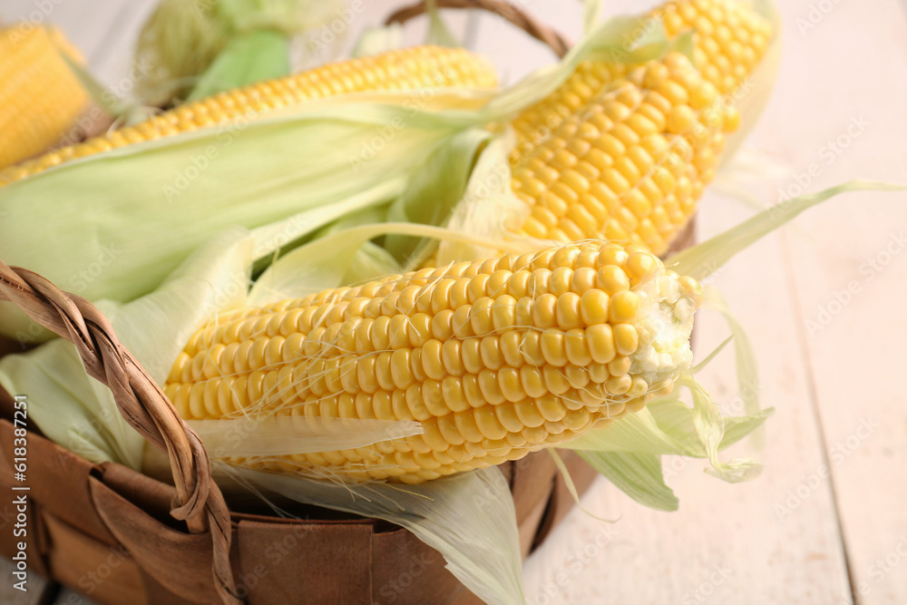 Wicker basket with fresh corn cobs on white wooden background, closeup