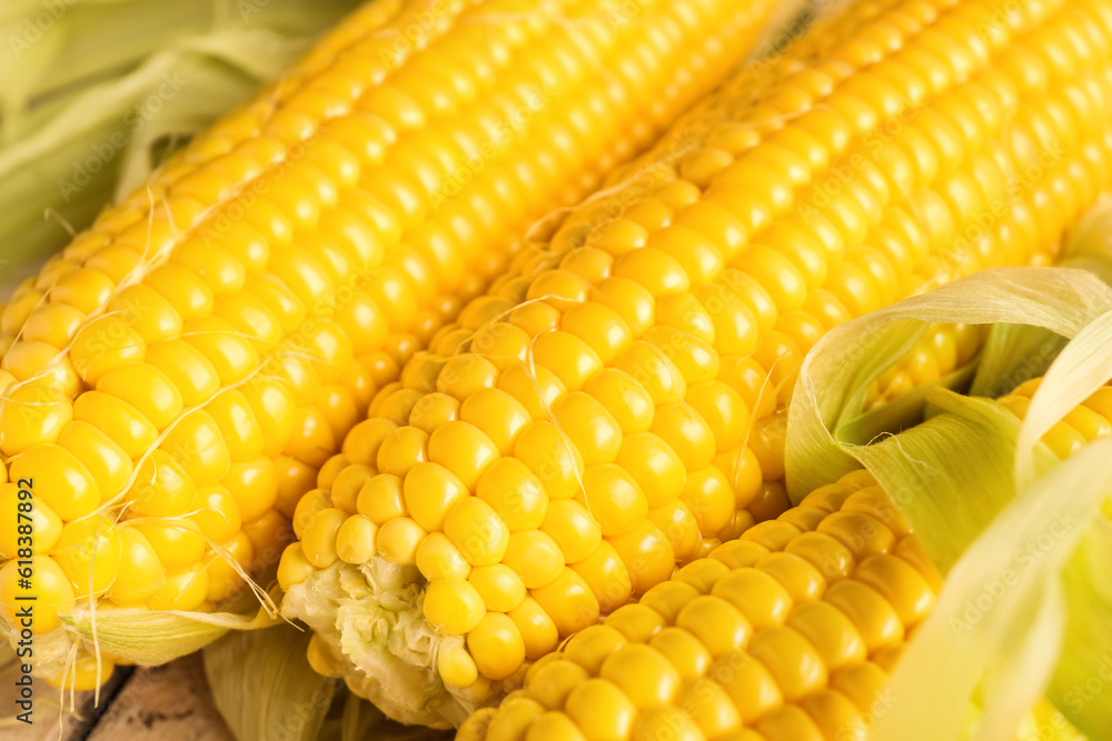 Texture of fresh corn cobs as background