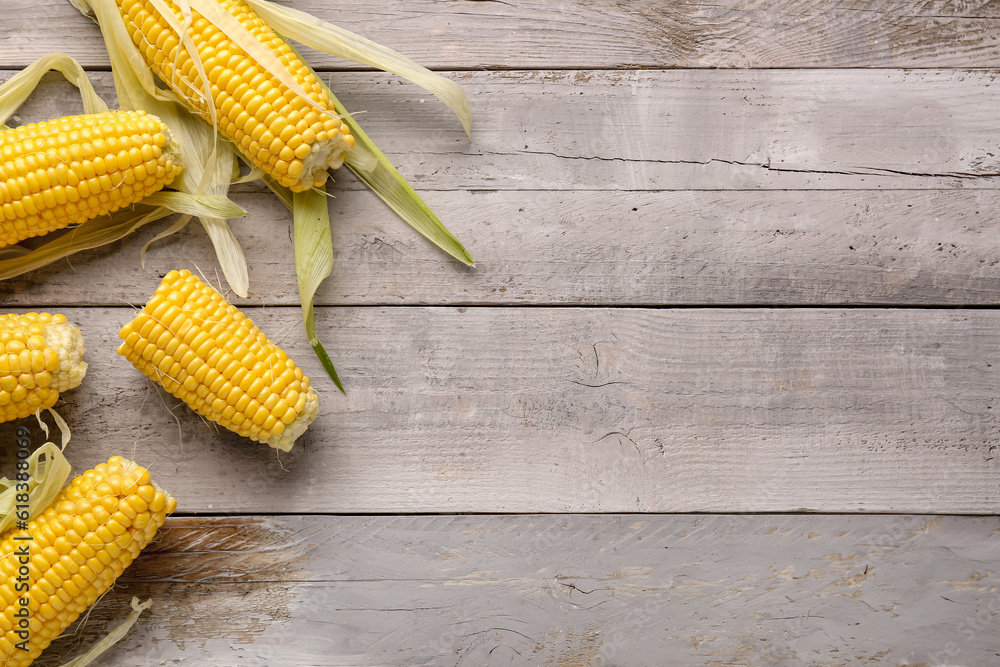 Fresh corn cobs on grey wooden background