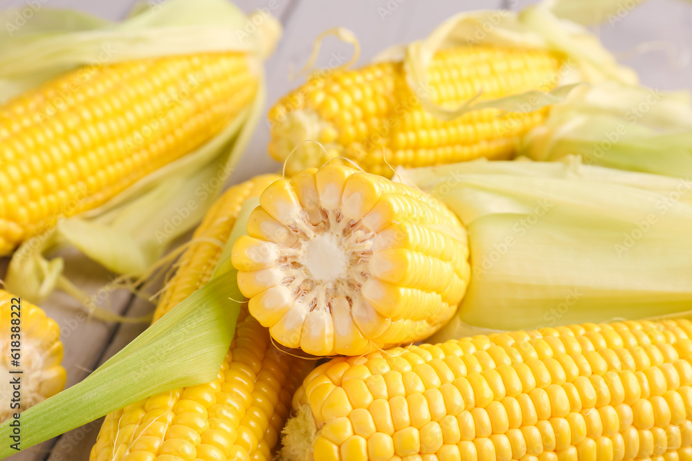 Fresh corn cobs on grey wooden background, closeup