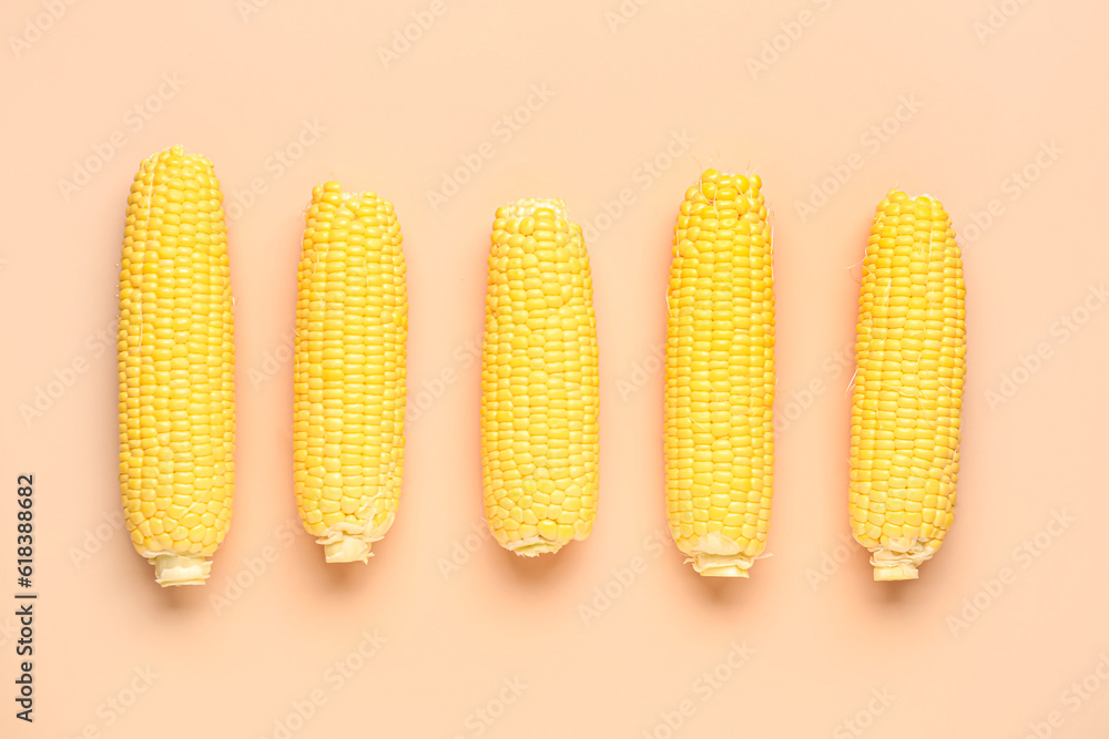 Fresh corn cobs on pink background