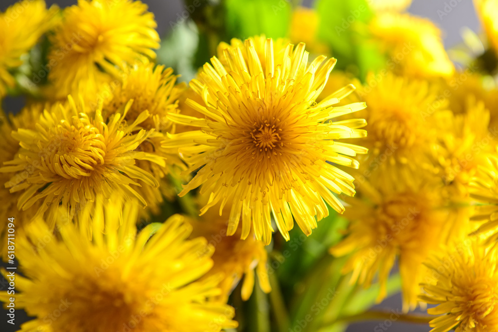 Bouquet of beautiful dandelion flowers, closeup