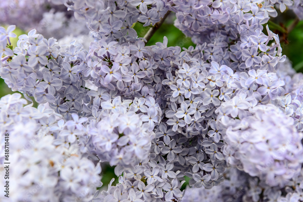 Beautiful violet lilac flowers outdoors