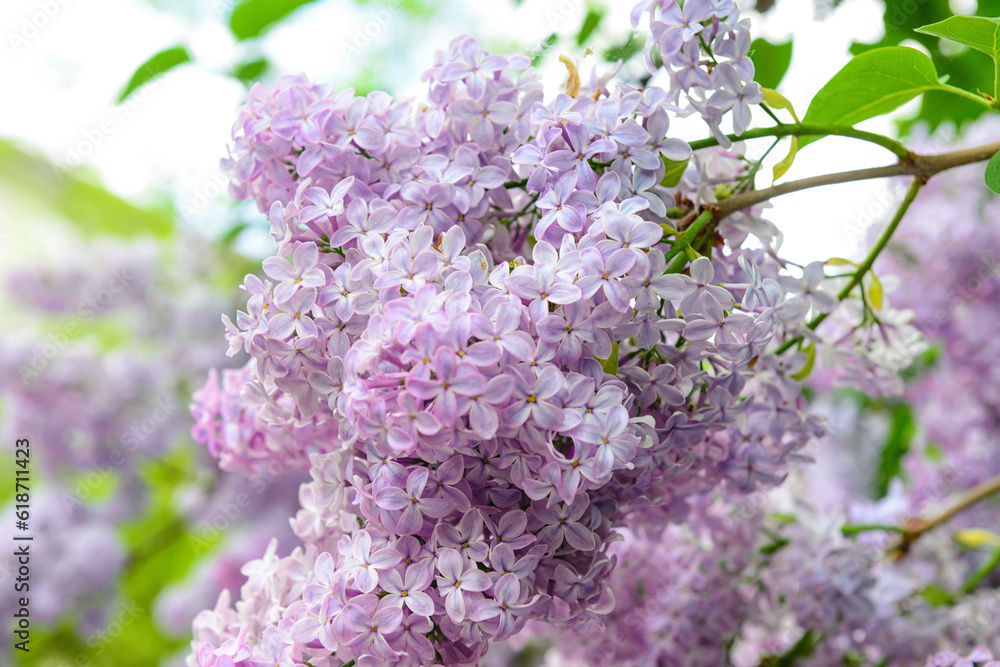 Beautiful violet lilac flowers on blurred background, closeup