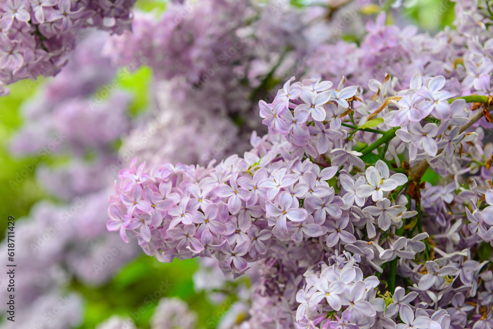 Beautiful violet lilac flowers on blurred background, closeup