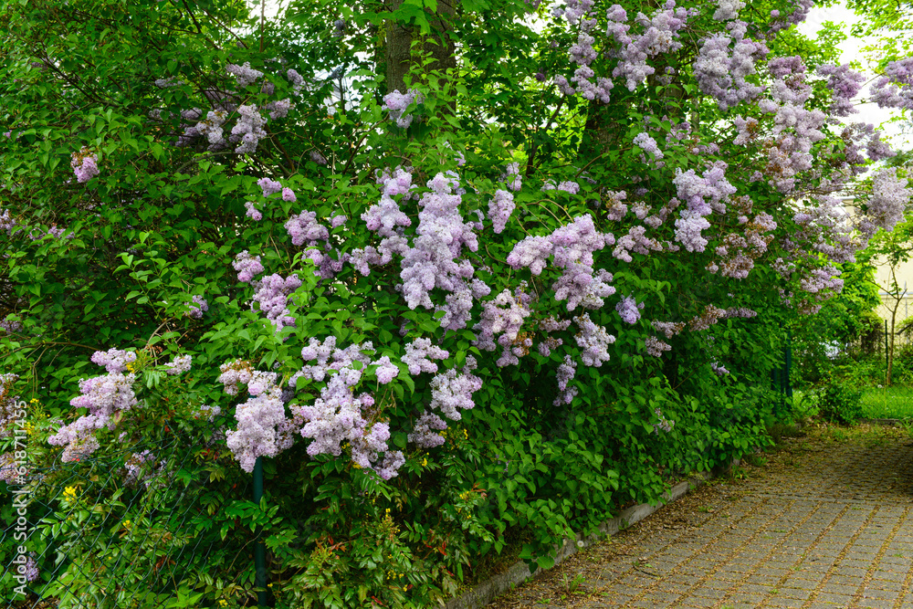 Beautiful violet lilac tree in park on spring day