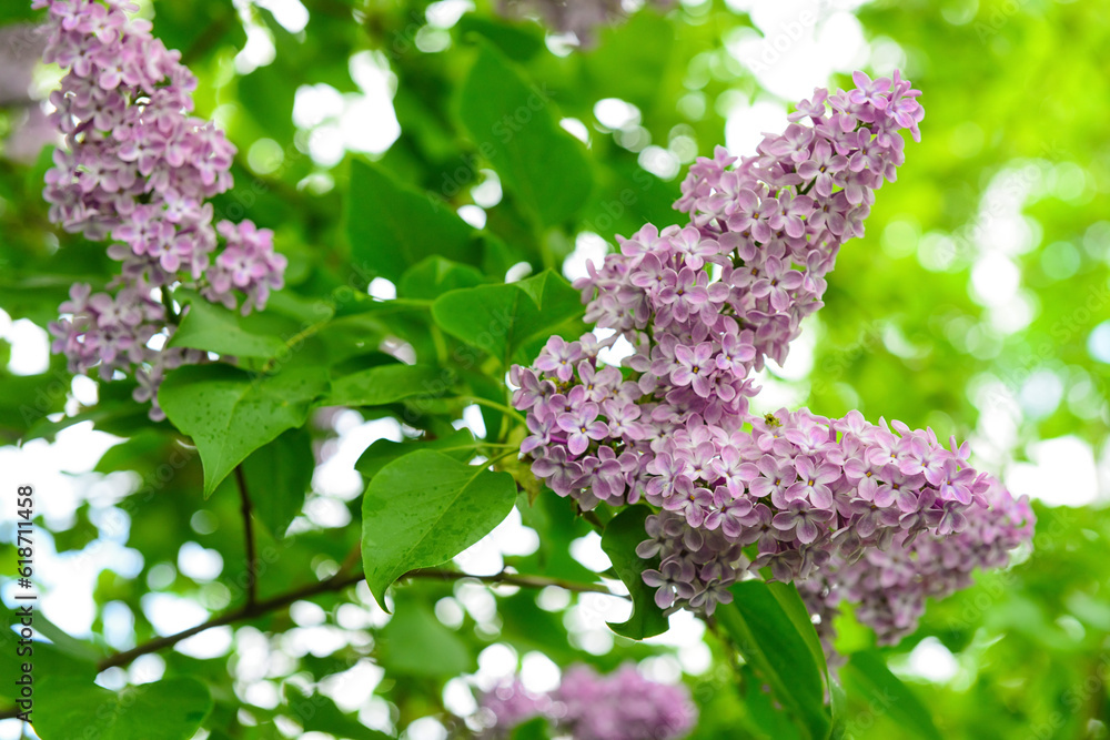 Beautiful violet lilac flowers on blurred background, closeup