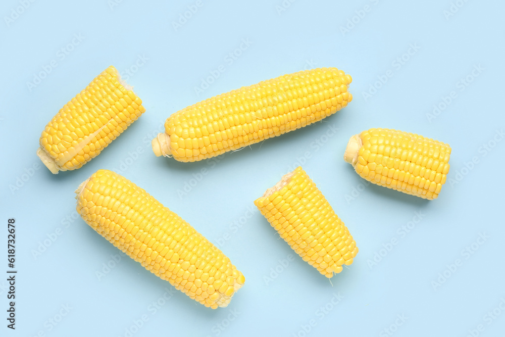 Fresh corn cobs on blue background