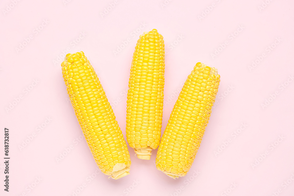 Fresh corn cobs on pink background