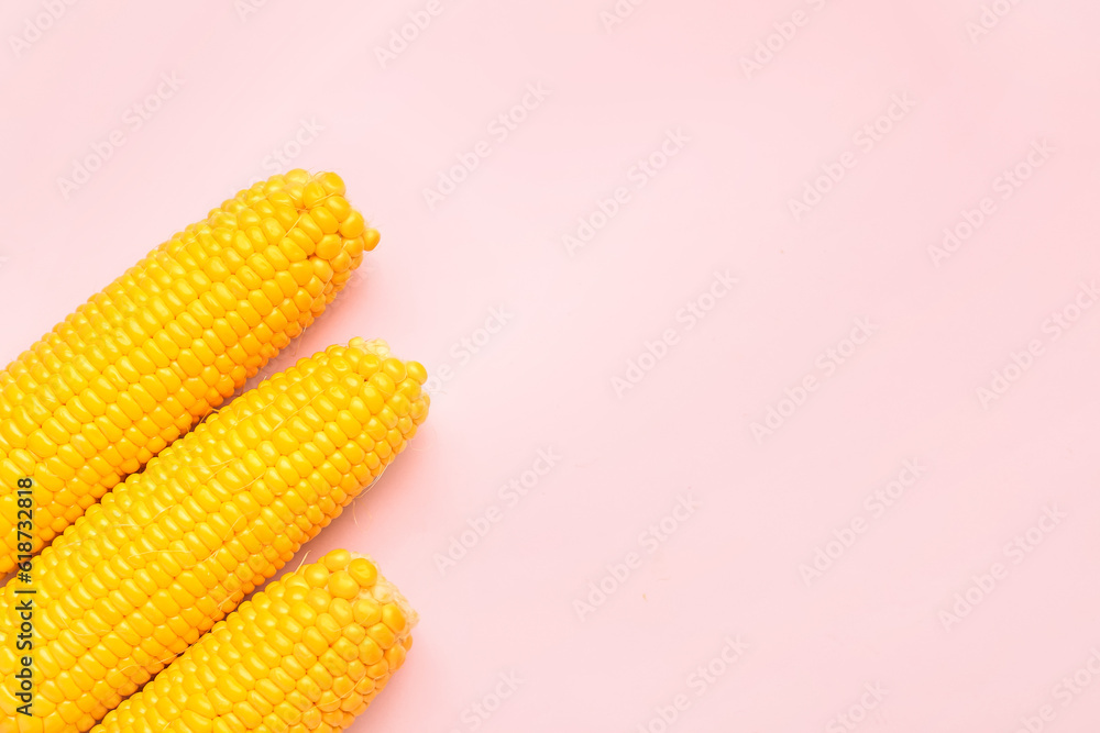 Fresh corn cobs on pink background