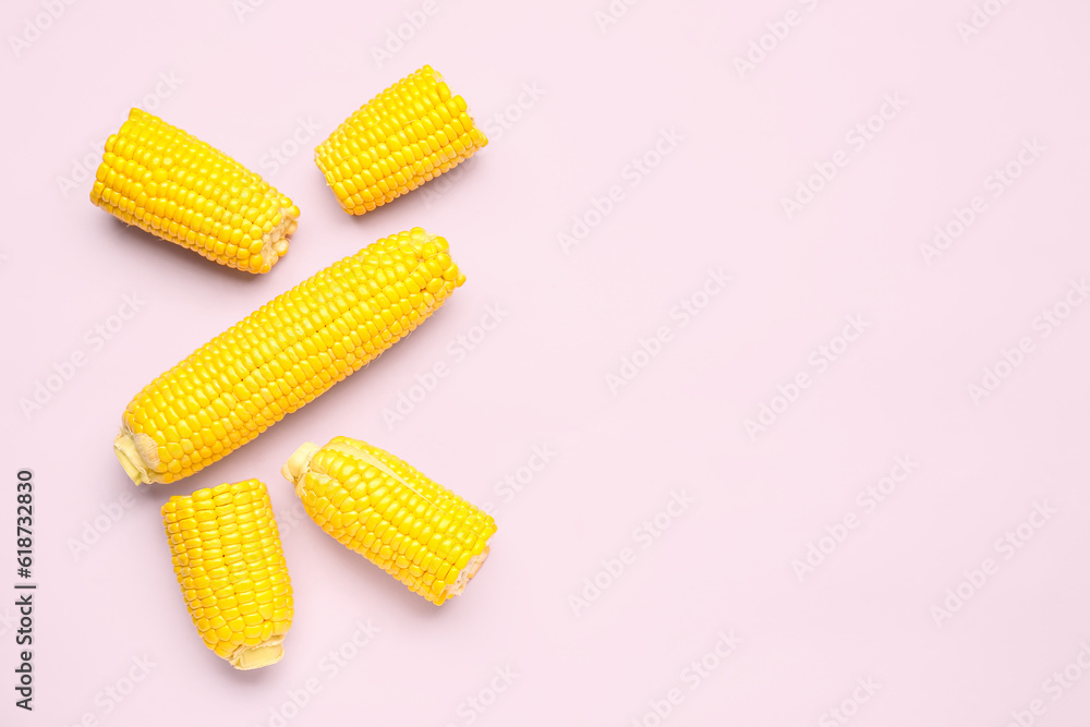 Fresh corn cobs on pink background