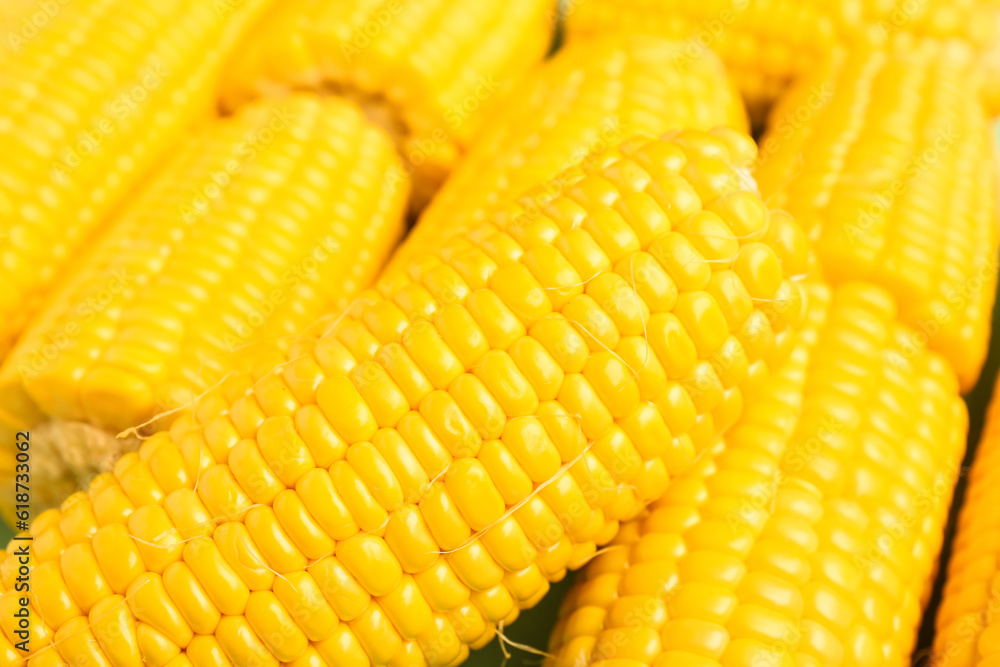 Texture of fresh corn cobs as background