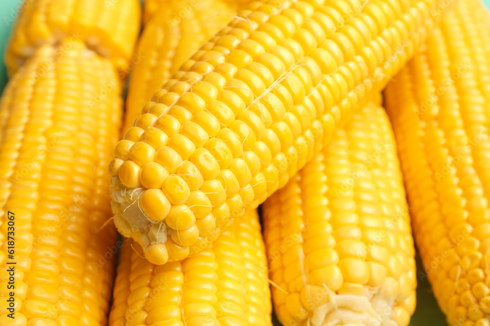 Texture of fresh corn cobs as background