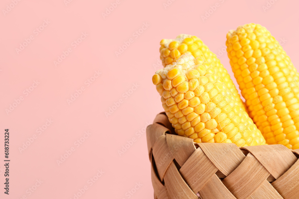 Wicker basket with fresh corn cobs on pink background