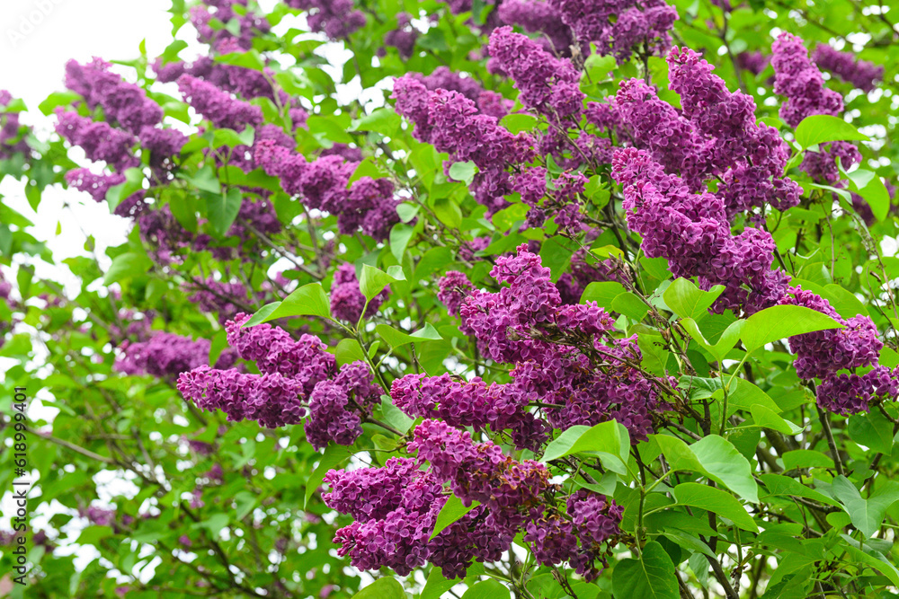 Beautiful lilac tree on spring day