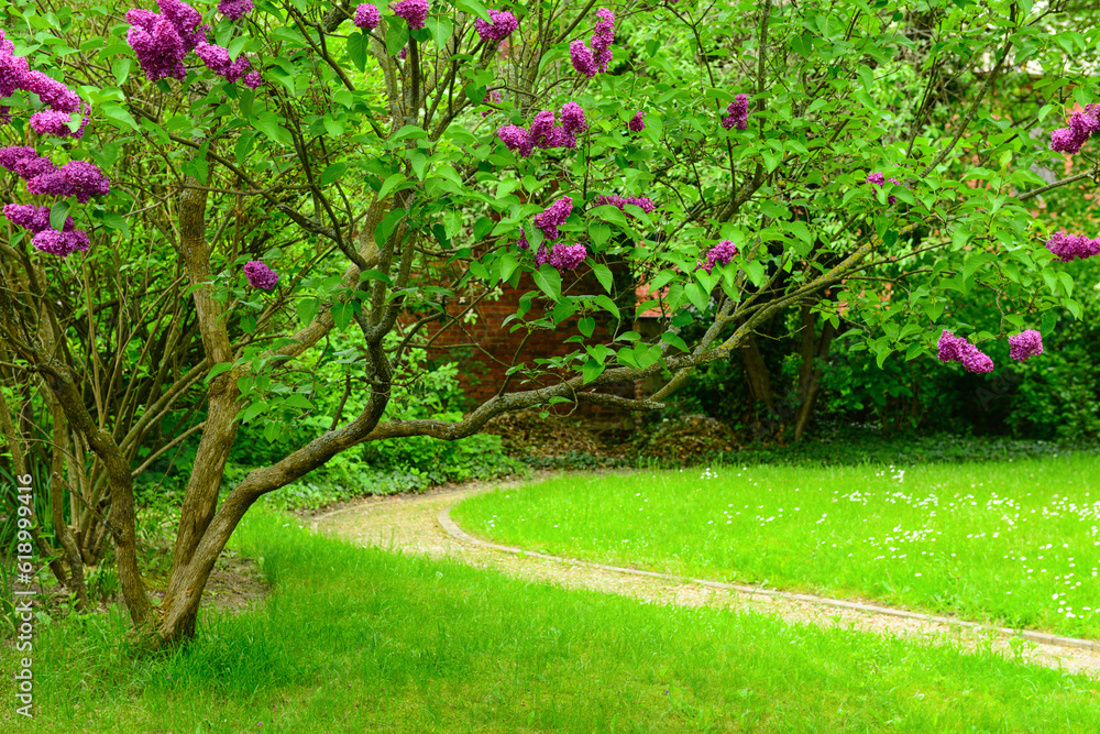 Beautiful lilac flowers in park on spring day