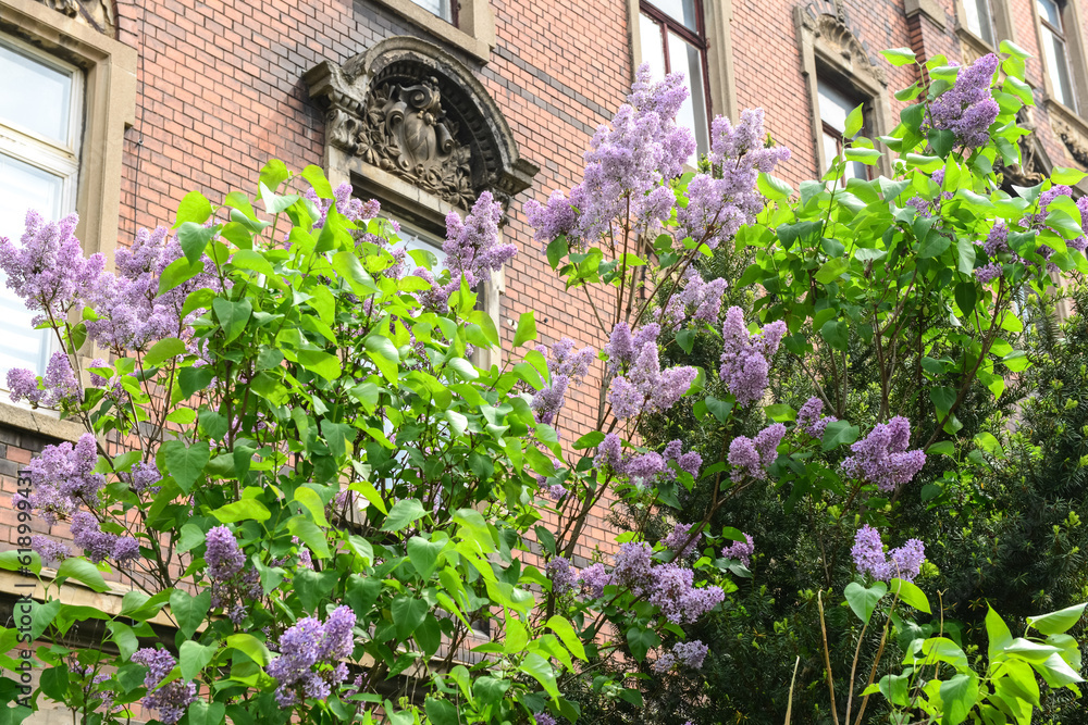 Beautiful lilac tree near building on spring day