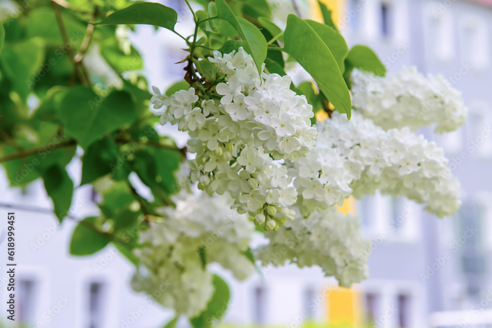 Beautiful white lilac flowers on spring day, closeup