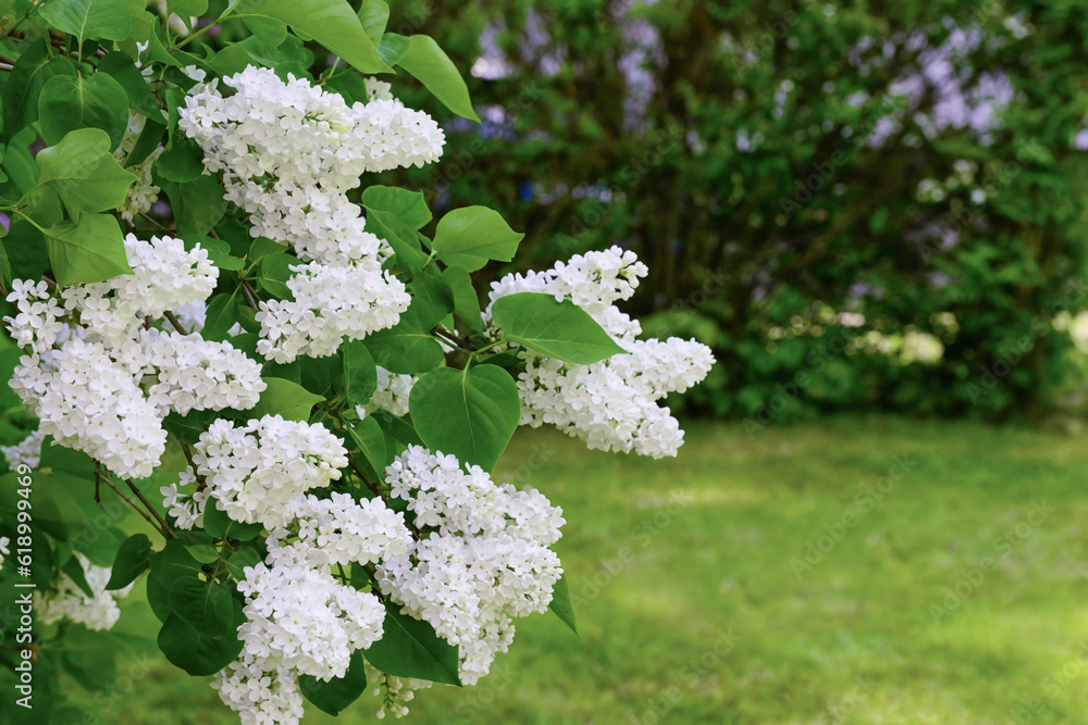 Beautiful white lilac flowers spring day