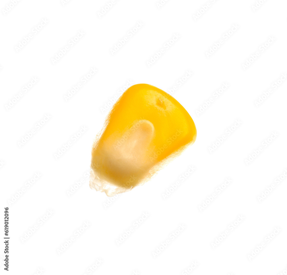 Fresh corn seed on white background