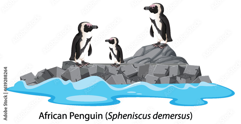 Adelie penguin cartoon on the rock