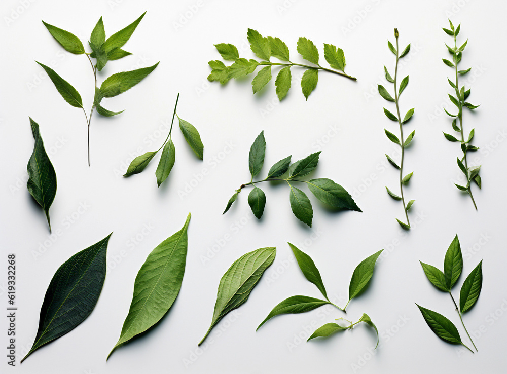 Green tea leaves in motion on a white background.