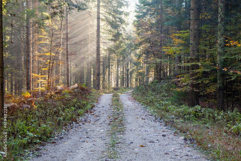 Beautiful sun rays through the crowns of autumn trees in a forest with a road.