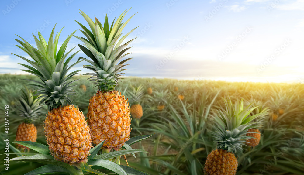 Pineapple fruits in pineapple farming with sunrise background.