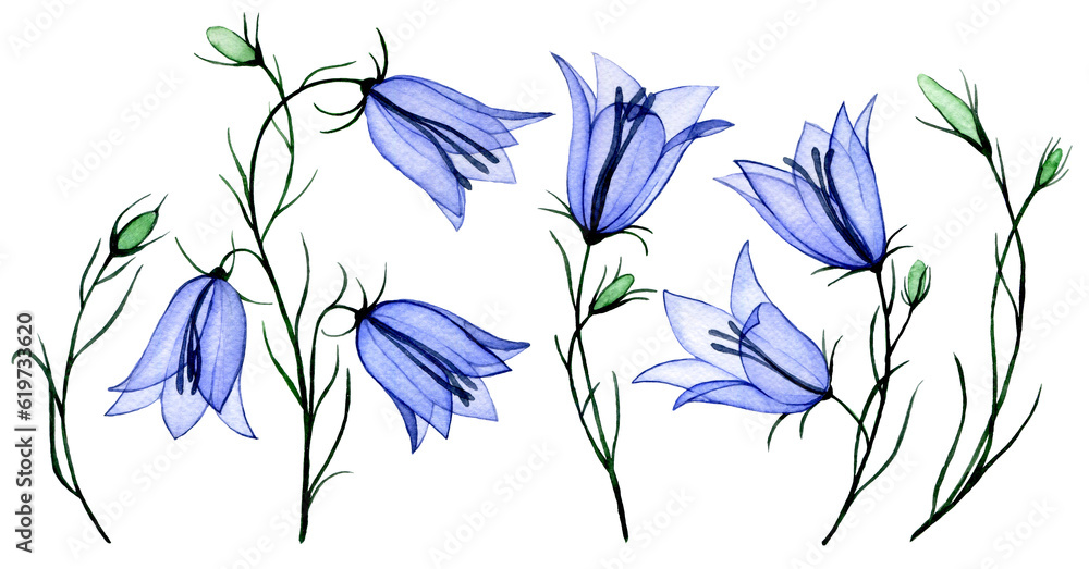 watercolor drawing. set of transparent bluebell flowers. spring wildflowers, x-ray