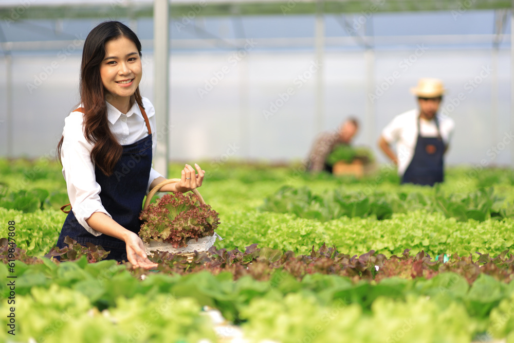 Female farmer working in a hydroponics greenhouse picking and harvesting vegetables in the field.