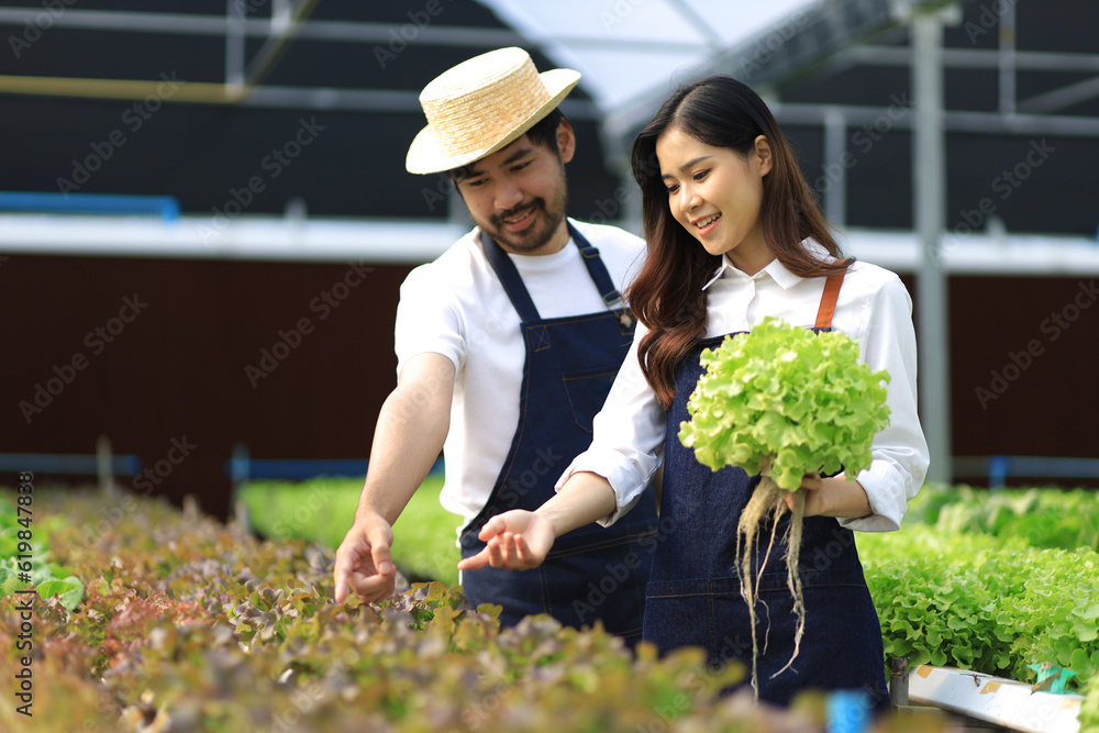 Happy couple farmers working on hydroponics farm, small family business. Farmers are checking the qu