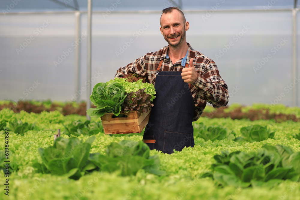 Farmer checking plant health in greenhouse system and harvesting. Farmer inspect farm products quali